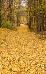 Obraz premium Autumn park and forest under clear clear sky