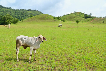 Fototapeta na wymiar Cows Grazing at Phu Khao Ya or Grass Hill in Ranong Province