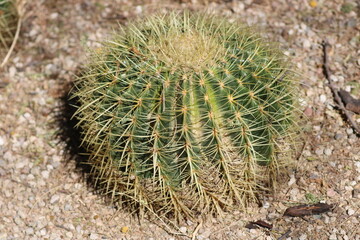 Cactus Plant in the Desert
