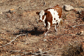 Cows graze in a forest clearing in northern Israel