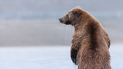 Brown Bear standing in stream dripping water