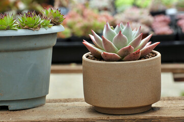 The close-up of succulent plants