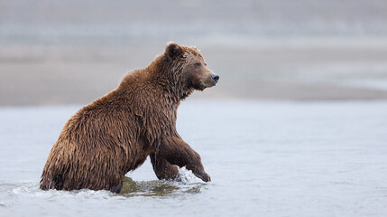 Fototapeta premium A brown bear in a stream half raised looking for salmon