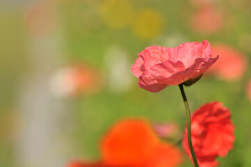Naklejka premium blossoming poppy flower