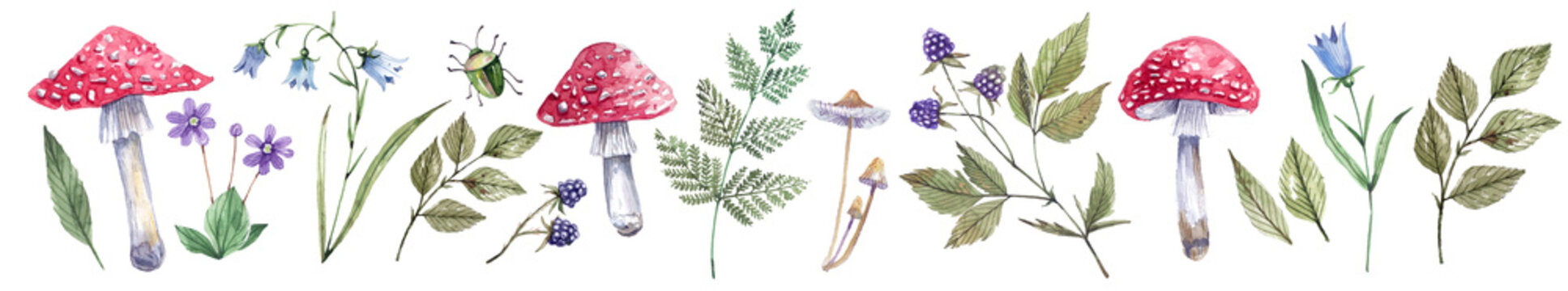 Collection of forest plants, flowers, mushrooms and herbs hand-drawn in watercolor. Bluebells, fly agarics, blackberries watercolor botanical illustration. Isolated on white background 