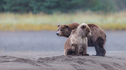 Mother and brown bear cub sit along wait along a stream bank in the rain © Donna Feledichuk