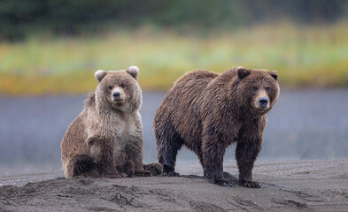 Obraz premium A mother and brown bear cub fully facing forward along a sream bank