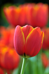 Naklejka premium blossoming tulips in spring