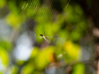 Orchard Orb-Weaver Spider with Sun Shining on Its Web