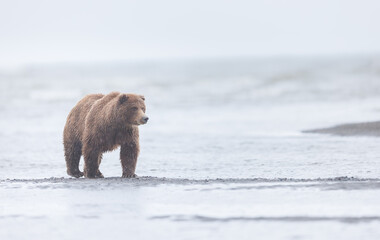 a brown bear walking along the beach in a misty morning