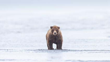 Obraz premium A brown bear standing on a sandbar in the ocean