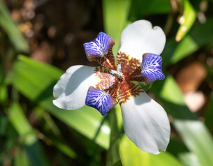 White and Purple Blossom of a Brazilian Walking Iris