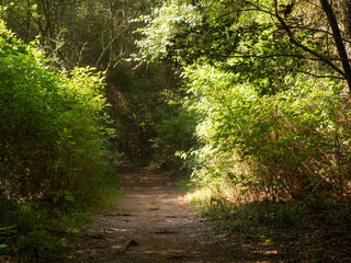 Deciduous Trees along a Wooded Trail with Dappled Sunlight in George Mitchell Nature Preserve, Spring, Texas