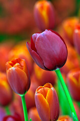 blossoming tulips in spring