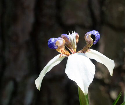  Close Up of a Brazilian Walking Iris Flower with White and Purple Petals