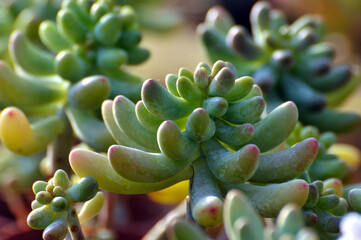 The close-up of succulent plants