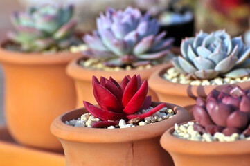 The close-up of succulent plants