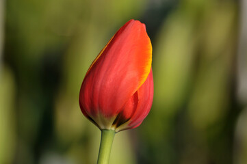blossoming tulips in spring