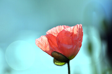 blossoming poppy flowers