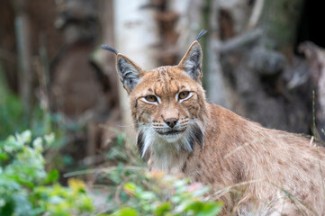 Luchs