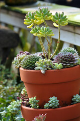 The close-up of succulent plants
