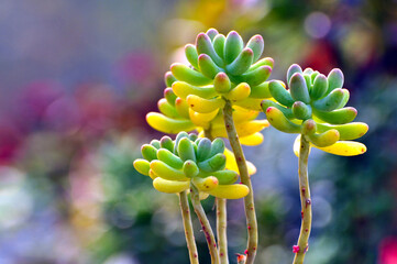 succulent plants