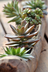 Fototapeta premium succulent plants
