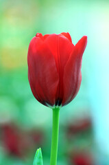 red tulip on green background