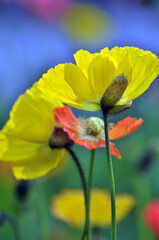 blossoming poppy flower