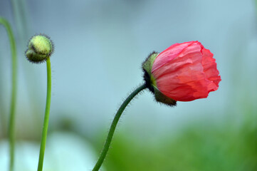 blossoming poppy flower