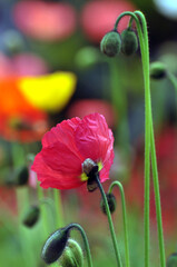 Obraz premium blossoming poppy flower