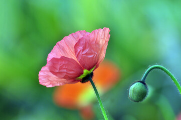 blossoming poppy flower
