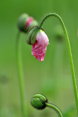 blossoming poppy flowers
