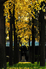 Fototapeta premium golden ginkgo tree in autumn