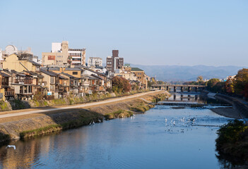 Fototapeta premium 鴨川の景色