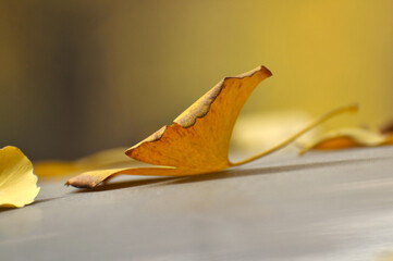 Fototapeta premium fallen ginkgo leaves in autumn