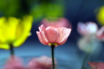 blossoming poppy flower