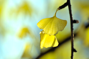 golden ginkgo tree in autumn