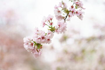 桜　高砂桜　Cerasus × sieboldii ‘Caespitosa’