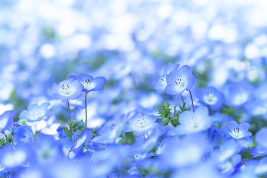 ネモフィラ Images Browse 9 014 Stock Photos Vectors And Video Adobe Stock
