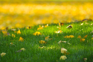 fallen ginkgo leaves in autumn