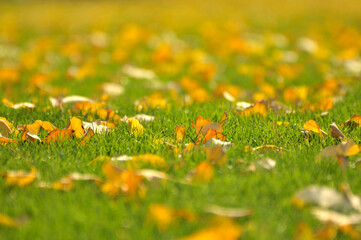 fallen ginkgo leaves in autumn