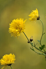 blossoming chrysanthemum