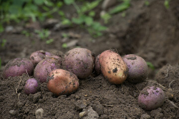 Pile of newly harvested multicolored potatoes