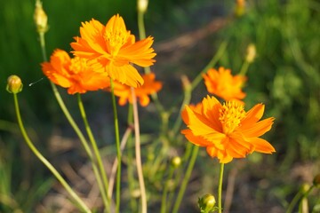 street flowers , field, roadside, orange flowers