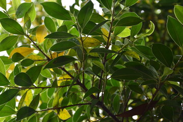 tree ,bush, nature, spring, background