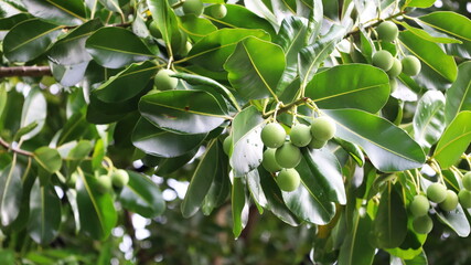 Fruit of Calophyllum inophyllum. Raw green fruit of Alexandrian laurel medicinal plants (Tamanu,...
