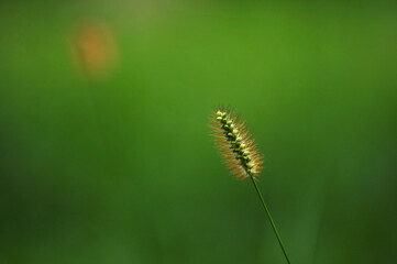 Foxtail flower