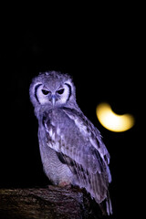 owl in moonlight