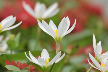 Naklejka premium blossoming crocuses in spring